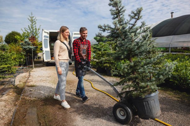 Best Tree Removal Near Me  in Laguna Beach, CA